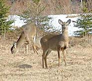 Virginia White Tail Deer enjoy a spring feed